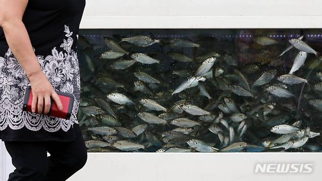 [부산=뉴시스] 하경민 기자 =20일 식품영양학계에 따르면 비오는 날 생선회와 같은 날 것을 먹는 것은 식중독과 관계가 없다. 지난 2023년 8월 28일 부산 강서구의 한 횟집 수족관에 전어가 가득 들어 있다. 해당 사진은 기사와 직접 관련이 없습니다. 2023.08.28. yulnetphoto@newsis.com