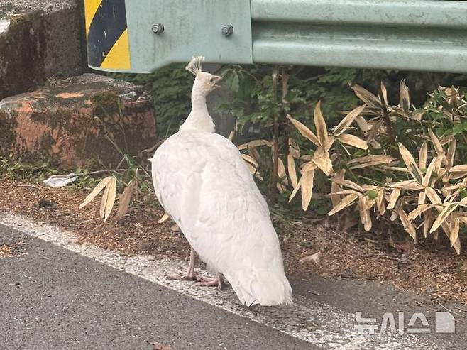 [제주=뉴시스] 제주 한라산 영실서 발견된 흰공작새. (사진=독자 제공)