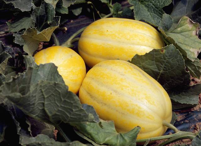 5월 생산자물가지수가 농림수산품을 중심으로 1년 6개월 만에 가장 큰 폭의 하락세를 보였다. 사진은 기사의 특정 사실과 관련 없음. 게티이미지뱅크