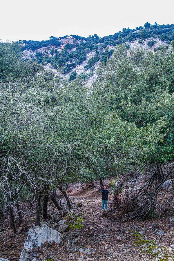 산 조르디 고개에서 GR221을 버리고 탈출하면 임도처럼 넓은 길을 따르게 된다.