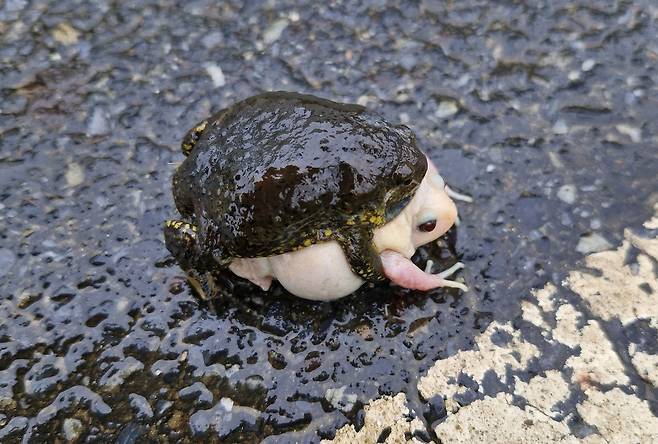대전 찬샘마을서 발견된 알비노 맹꽁이 [문광연 이사 제공. 재판매 및 DB 금지]