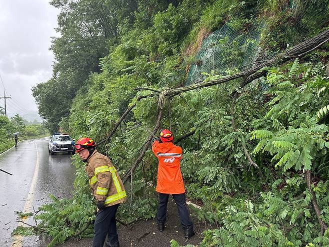춘천 도로 나무 전도 [강원특별자치도소방본부 제공. 재판매 및 DB 금지]