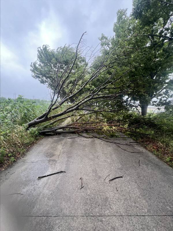 대구 달성군 한 도로에 강풍으로 인해 쓰러진 가로수 모습. 대구소방안전본부 제공
