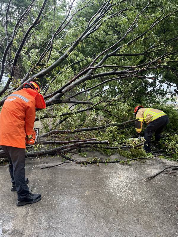 대구 달성군 한 도로에 가로수가 쓰러져 소방관들이 안전조치를 하고 있다. 대구소방안전본부 제공