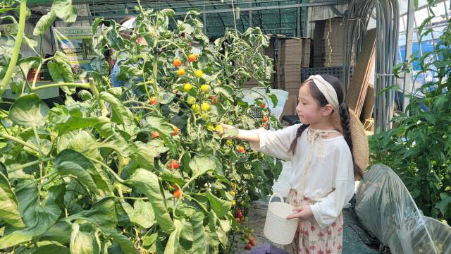 농장을 방문하면 애플수박과 미니토마토, 채소류 따기 등 다양한 프로그램을 체험할수 있다.