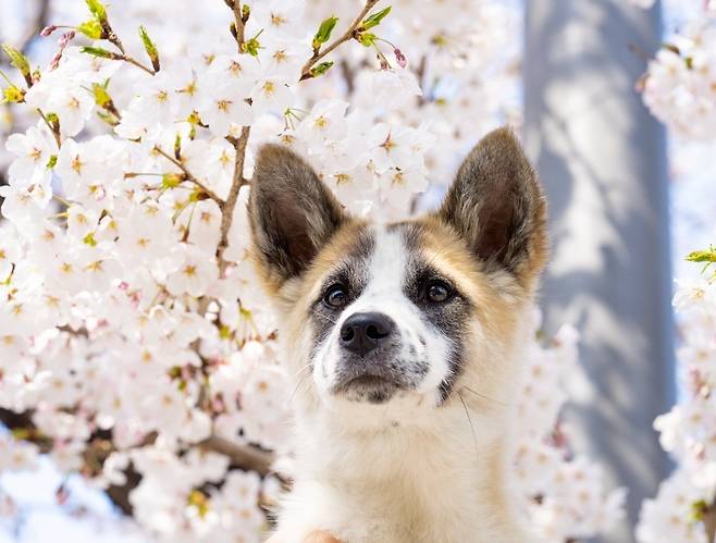 서울동물복지지원센터에서 보호 중인 매튜(서울동물복지지원센터 제공) ⓒ뉴스1