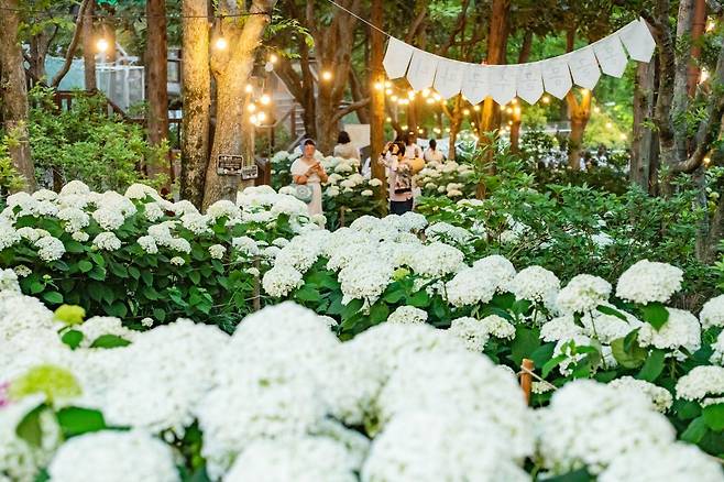 경남 진주시 월아산 숲 속의 진주에서 시민들이 수국 축제를 즐기고 있다. 진주시 제공