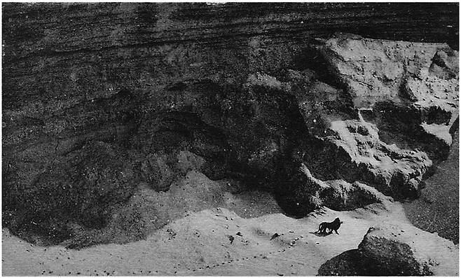 12p2fdhcc8t11.jpg 멸종전 찍힌 바바리 사자 jpg