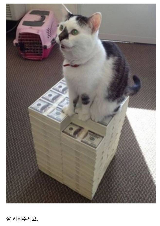 여기 현금다발과 고양이가 있습니다.jpg
