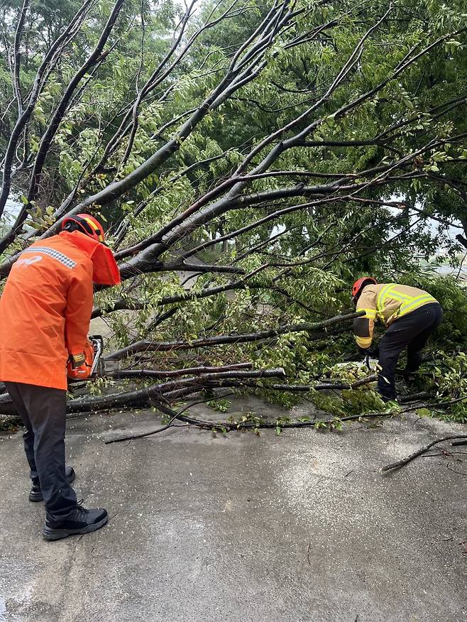 21일 오전 대구 달성 논공읍 금포리의 한 도로 위로 가로수가 비바람에 쓰러져 소방 관계자들이 안전조치를 취하고 있다. (대구소방안전본부 제공. 재판매 및 DB 금지) 2025.6.21/뉴스1 /사진=뉴스1
