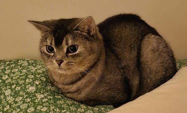 편안하고 안정감 있는 상태로 양발을 배 밑에 넣은 일명 ‘식빵’을 굽는 자세를 취한 고양이. 해당 고양이는 8살 믹스묘로 가정에서 태어났다.