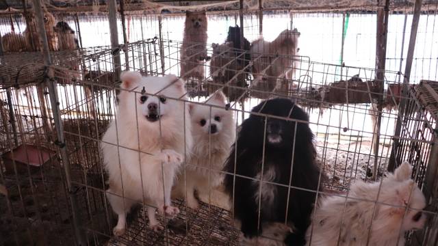 번식장에서 강제로 사육당하는 강아지. 동물자유연대