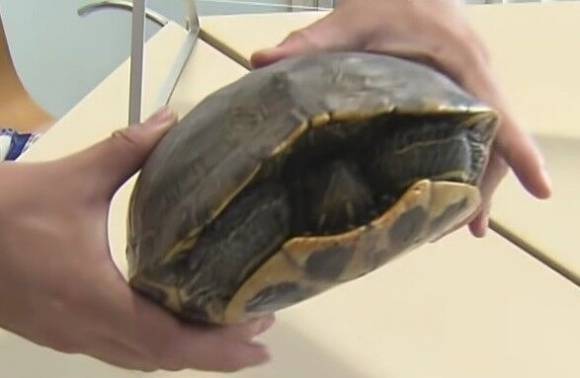 나리타공항에서 구조된 거북이. 일 ANN뉴스 유튜브 갈무리