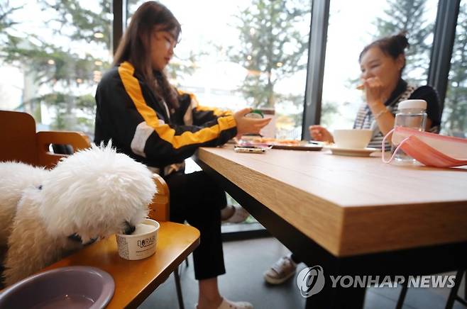 '반려견과 함께 식사해요' [연합뉴스 자료사진]