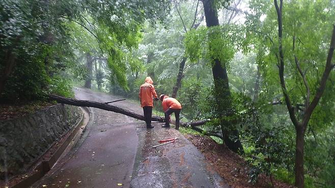 군산 월명공원 산책로 나무 제거  [전북자치도 소방본부 제공. 재판매 및 DB 금지]