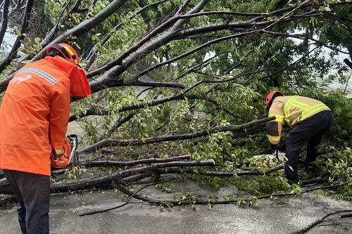 쓰러진 나무 치우는 소방관 [대구소방안전본부 제공. 재판매 및 DB 금지]