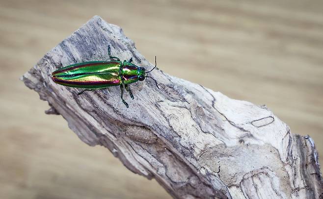 '숲속의 작은친구들' 이용화 대표가 복원에 성공시킨 비단벌레의 모습. 이수화 기자