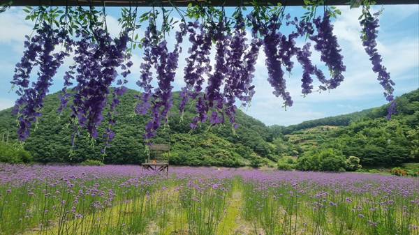 고성군 개천면 월곡마을 들판에 수천 송이 버들마편초가 만개했다. / 고성군