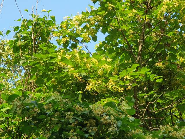 숲속의 피나무에 미색의 꽃이 만발하자 벌들의 꿀 채집 활동이 왕성하다. 피나무는 전국에 걸쳐 자라지는 밀원식물이다. 한때 무문별한 벌채로 오래된 나무는 보기 힘든 실정이다.