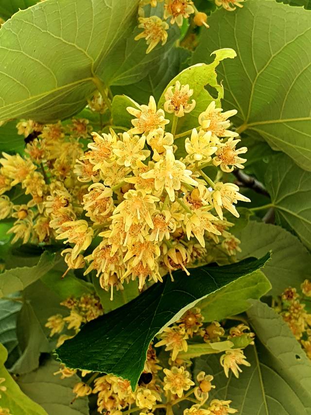 보리자나무의 꽃