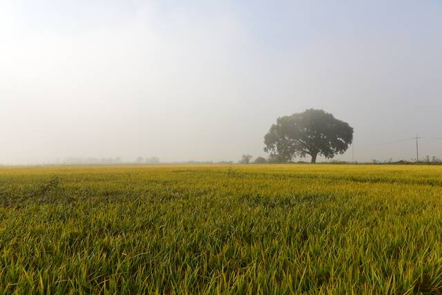 임창곤 작, '청도 느티나무'