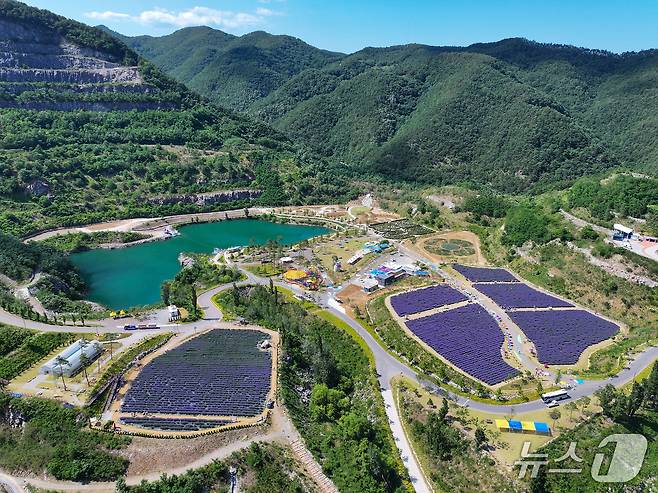 2025 무릉별유천지 라벤더 축제 현장.(동해시 제공, 재판매 및 DB금지)