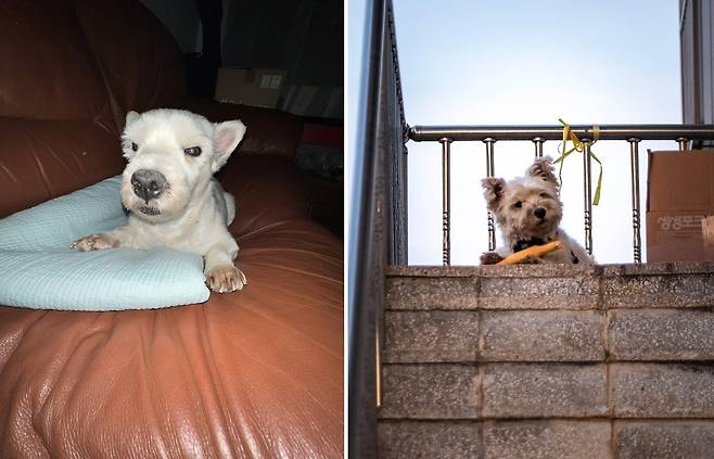 까멍이의 귀여운 헤어 스타일(심서현 제공) ⓒ 뉴스1