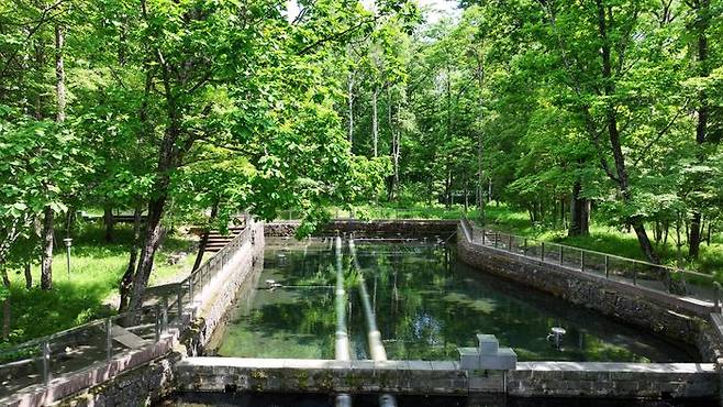 백산수 수원지 내두천ⓒ농심