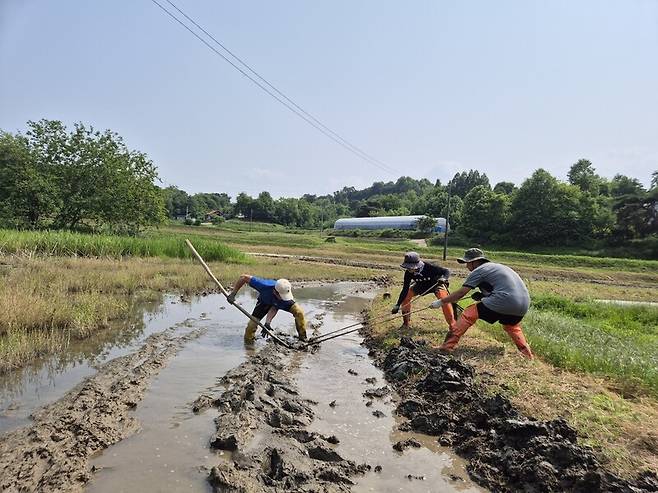 모내기하기 전에 논둑에 물이 새지 말라고 논흙으로 ‘논둑 바르기’를 하는 모습. 통상 트랙터 뒤에 논둑 성형기를 달아서 하는데 농업 중심 대안대학인 풀무학교에서는 사람이 들어가서 삽으로 직접 한다. 필자 제공