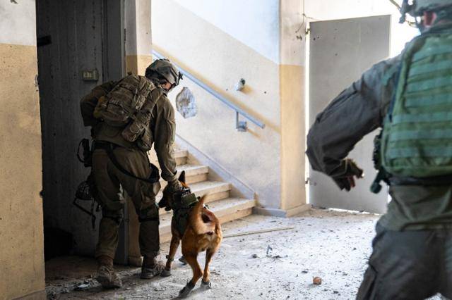 이스라엘 군 당국은 군견의 민간인 공격에 대해 우발적인 사고라는 입장이다. 이스라엘 방위군