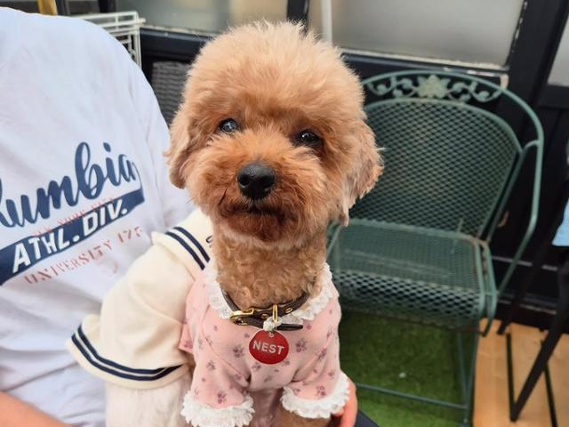 서울 용산구 이태원에서 매주 열리는 가족찾기 행사에 나온 애순이. 네스트 제공