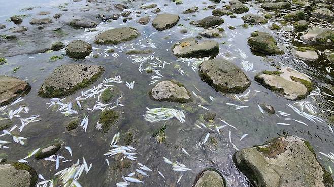 오늘(22일) 낮 제주시 내도동 도근천 물고기 집단폐사 현장. (사진, 신동원 기자)