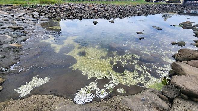오늘(22일) 낮 제주시 내도동 도근천 물고기 집단폐사 현장. 사진은 폐사 구간 상류 부분. (사진, 신동원 기자)