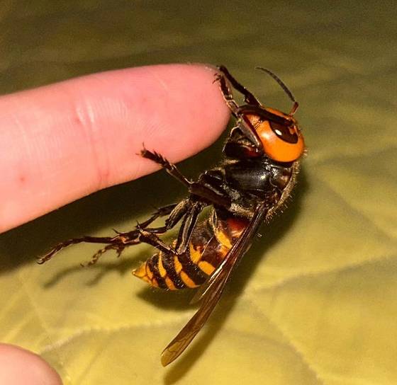 핸들링(손타기) 훈련 중인 장수말벌 여왕벌 '엘리자베스 3세'. 3개월 전부터 이지섭(15)군과 동거 중이다. 사진 독자