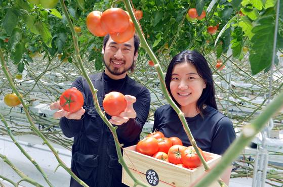 레드히어로즈 유인철·최주혜 대표가 토마토를 수확하고 있다. 김성태 객원기자