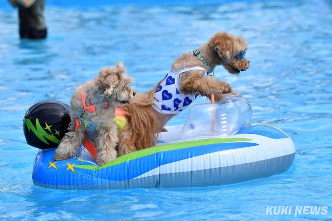 반려견들이 물놀이를 즐기고 있다. 사진은 기사와 관련 없음. 사진=곽경근 대기자