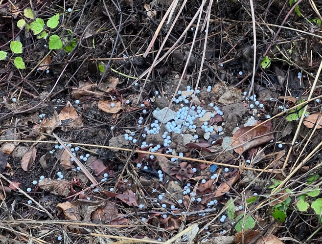 [비글구조네트워크 인스타그램]