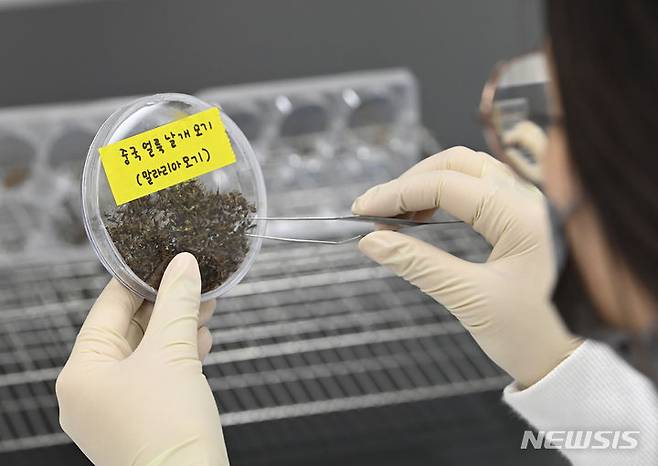 [수원=뉴시스] 김종택기자 = 세계보건기구(WHO)가 지정한 ‘세계 말라리아의 날’인 25일 경기도 수원시 권선구 경기도보건환경연구원에서 연구원들이 채집한 모기를 분류하고 있다. 2024.04.25. jtk@newsis.com