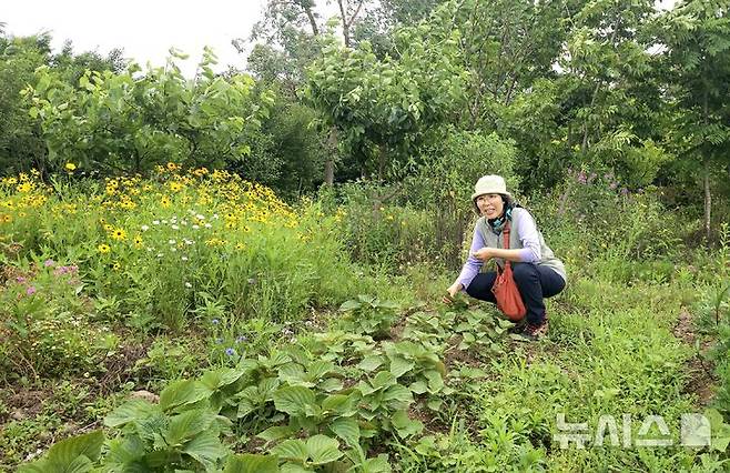 [제주=뉴시스] 임재영 기자 = 정원지기 현경숙씨가 20일 오전 '꽃덤블'에서 꽃밭과 텃밭을 살펴보고 있다. 이 정원에서 치유와 힐링을 위한 프로그램을 운영하고 있다. 2025.06.22. ijy788@newsis.com