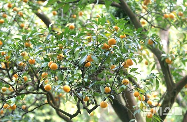 [제주=뉴시스] 제주시 해안동 '해안과원'에서 300여년 된 진귤나무에 맺힌 진귤. (사진=김학우씨 제공) photo@newsis.com