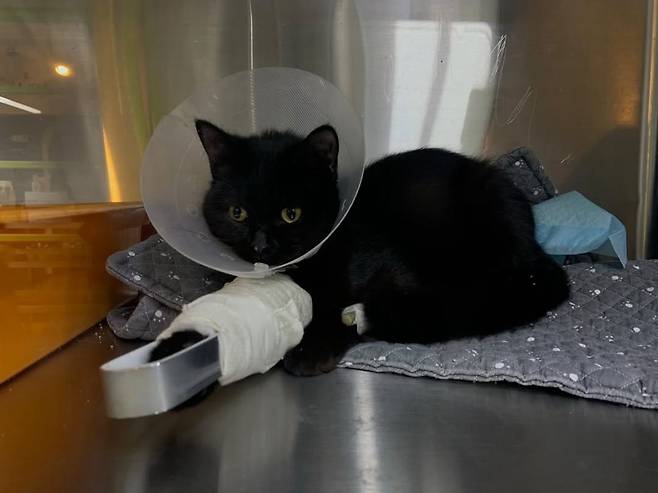 미래씨 부부는 용식이를 가족으로 맞이한 뒤 가장 먼저 다리를 치료해주었다. ⓒ남형도 제공