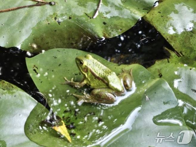 금개구리(환경부 제공) ⓒ 뉴스1