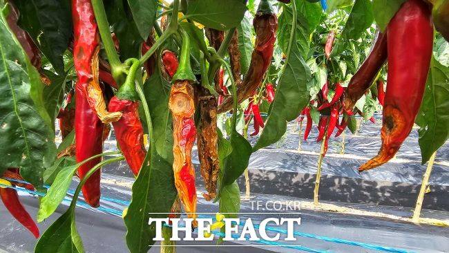 고추 탄저병. /경기도농업기술원