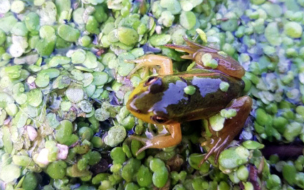 국립생태원은 23일 멸종위기종인 금개구리의 개체 수가 서식지 복원 등을 통해 920마리까지 증가한 것으로 확인했다고 밝혔다. 사진은 금개구리. / 고양시·뉴시스