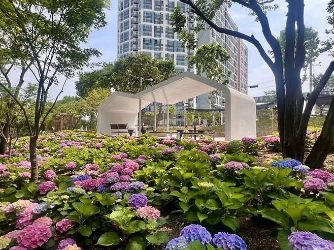 대구시 서구 이현동 '수국 테마정원'