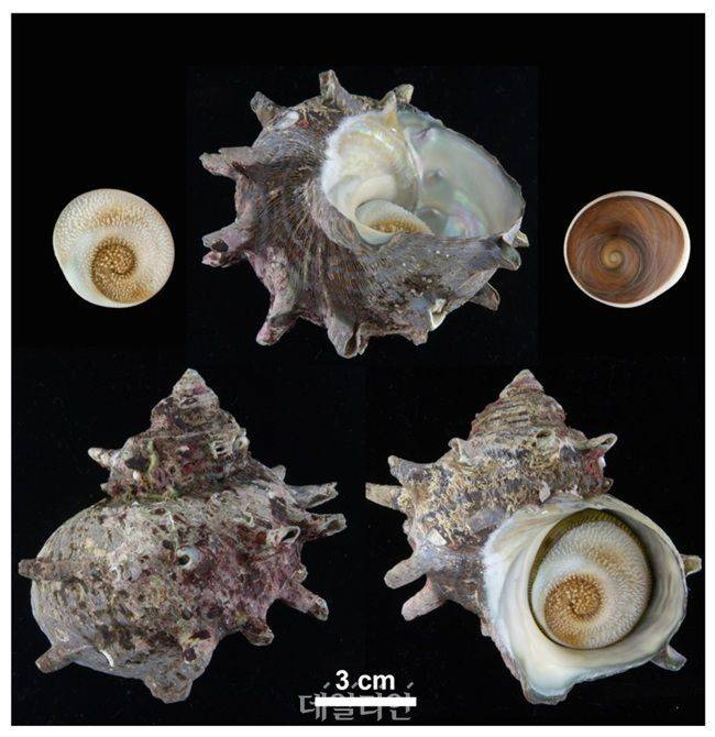 소라 모습. ⓒ한국해양과학기술원