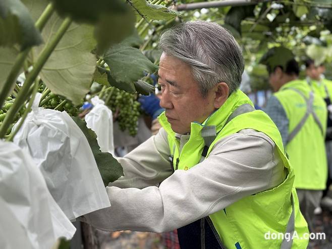 강호동 농협중앙회장이 20일 ‘범농협 한마음 농촌일손 집중지원의 날’을 맞아 경기도 화성 한 포도농가에서 일손돕기에 나서고 있다.