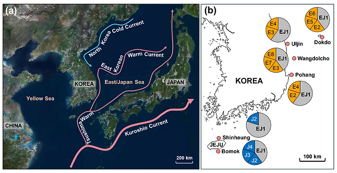 한반도에 영향을 미치는 주요 난류와 한류 흐름도(왼쪽), 소라 채집 지점. (한국해양과학기술원 제공)