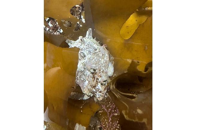 감태를 섭식하는 소라 (한국해양과학기술원 제공)