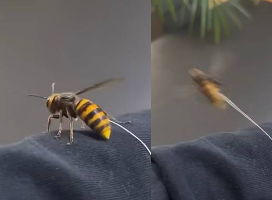 이지섭군이 반려 말벌에 “비행”이라고 명령하자 바로 날아오르는 장면. [인스타그램 캡처]